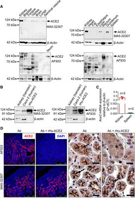 Tissue Distribution of ACE2 Protein in Syrian Golden Hamster (Mesocricetus auratus) and Its Possible Implications in SARS-CoV-2 Related Studies